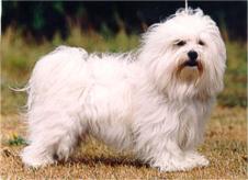 can havanese swim facts about dogs health can havanese swim facts about dogs health